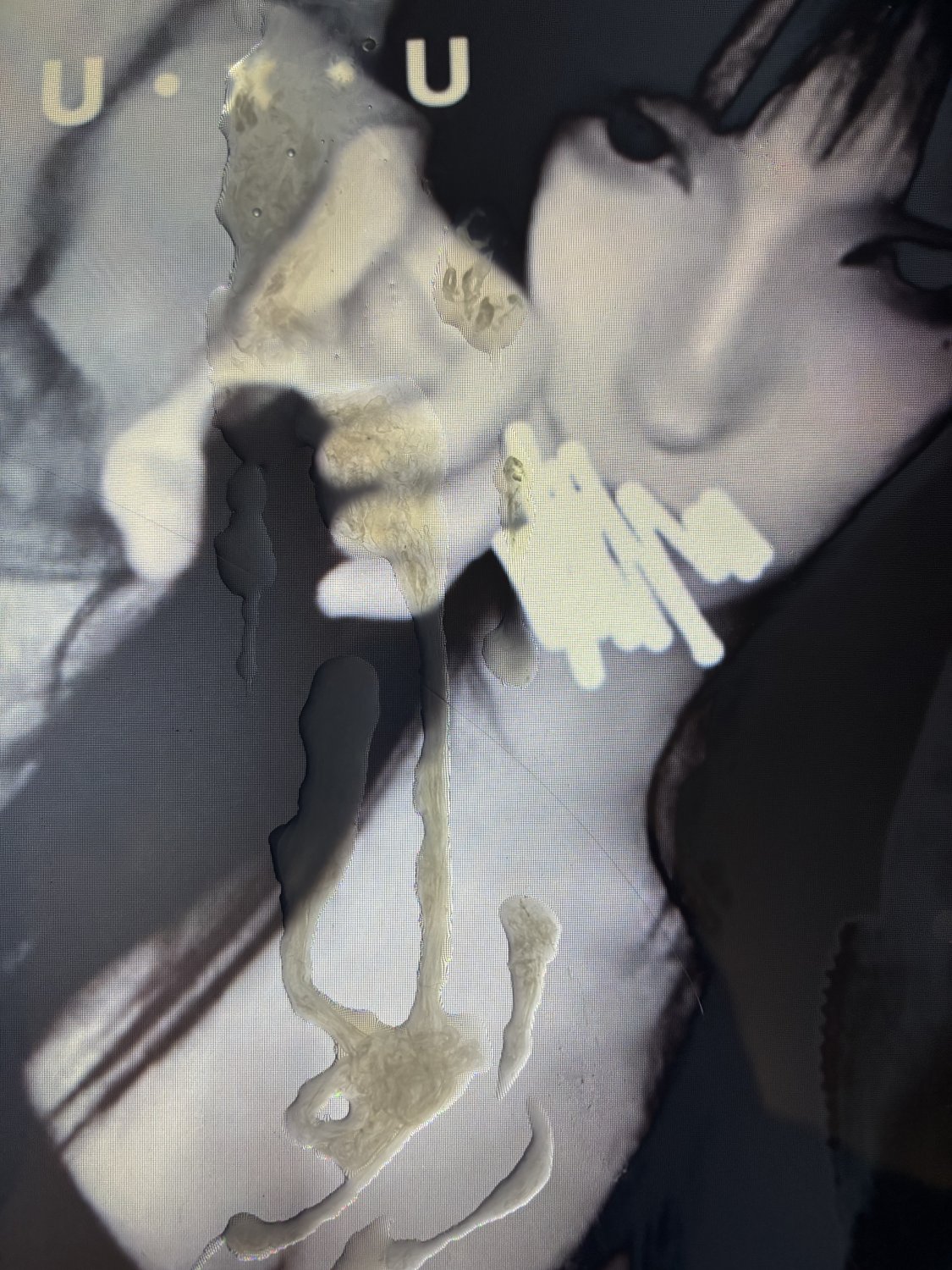 Irl Cum tribute request #UDOfMI93